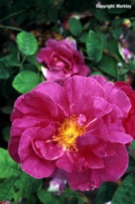 Keine Abbildung zugeordnet 